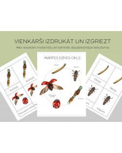 Mārītes Dzīves Cikls Un 3-Daļu Kartītes - OUWAKIDS