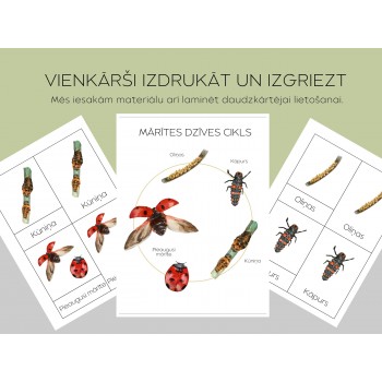 Mārītes Dzīves Cikls Un 3-Daļu Kartītes - OUWAKIDS