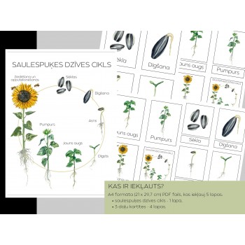 Sunflower Life Cycle and 3-Part Cards - OUWAKIDS