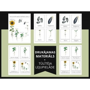 Sunflower Life Cycle and 3-Part Cards - OUWAKIDS
