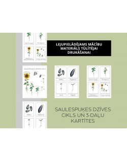 Saulespuķes Dzīves Cikls Un 3-Daļu Kartītes - OUWAKIDS
