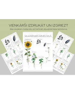 Saulespuķes Dzīves Cikls Un 3-Daļu Kartītes - OUWAKIDS