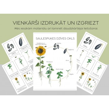 Sunflower Life Cycle and 3-Part Cards - OUWAKIDS