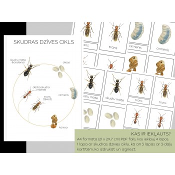 Ant Life Cycle and 3-Part Cards - OUWAKIDS
