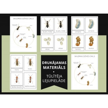 Ant Life Cycle and 3-Part Cards - OUWAKIDS