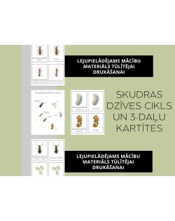Skudras Dzīves Cikls Un 3-Daļu Kartītes - OUWAKIDS
