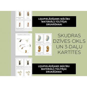 Ant Life Cycle and 3-Part Cards - OUWAKIDS