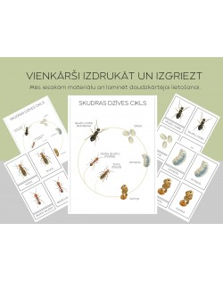 Skudras Dzīves Cikls Un 3-Daļu Kartītes - OUWAKIDS
