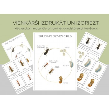 Ant Life Cycle and 3-Part Cards - OUWAKIDS