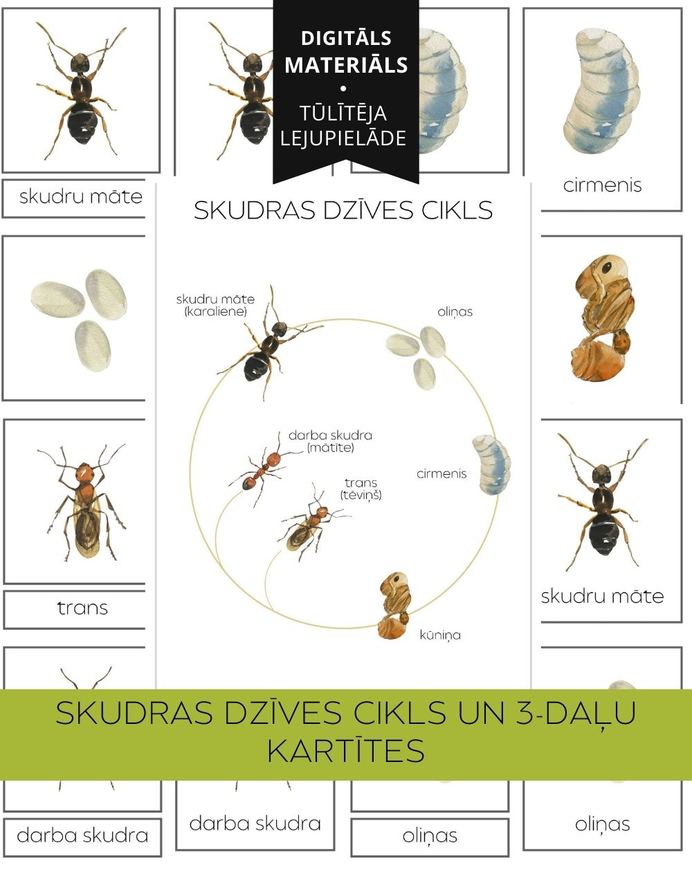 Skudras Dzīves Cikls Un 3-Daļu Kartītes - OUWAKIDS