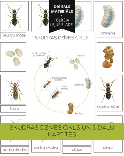 Skudras Dzīves Cikls Un 3-Daļu Kartītes - OUWAKIDS