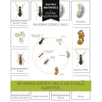 Ant Life Cycle and 3-Part Cards - OUWAKIDS