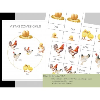 Chicken Life Cycle and 3-Part Cards - OUWAKIDS