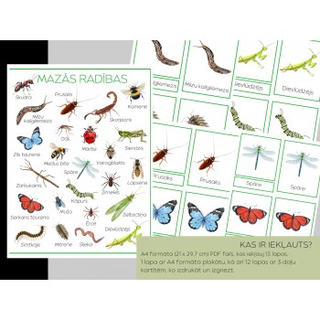 Small Creatures A4 Poster and 3-Part Cards - OUWAKIDS