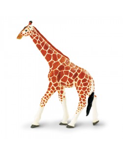 Somālijas Žirafe - SAFARI Ltd.