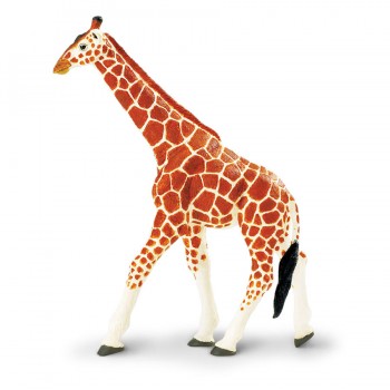 Somali Giraffe - SAFARI Ltd. Somali Giraffe - SAFARI Ltd.