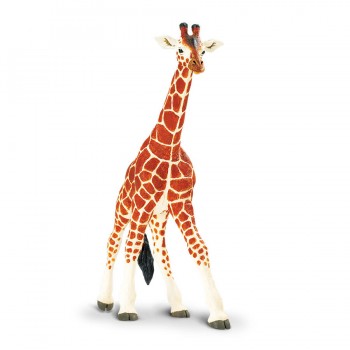 Somali Giraffe - SAFARI Ltd. Somali Giraffe - SAFARI Ltd.