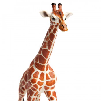 Somali Giraffe - SAFARI Ltd. Somali Giraffe - SAFARI Ltd.