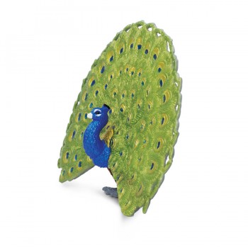PEACOCK - SAFARI LTD.