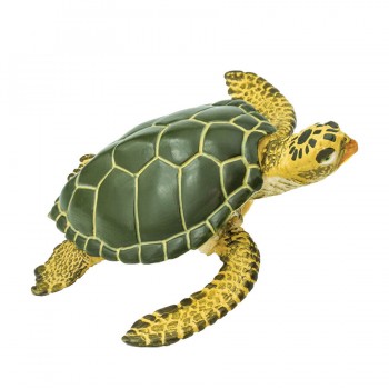 Green sea turtle