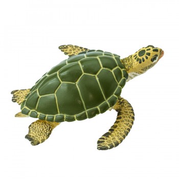 Green sea turtle Green sea turtle