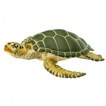 Green sea turtle Green sea turtle