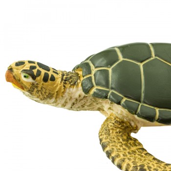 Green sea turtle Green sea turtle