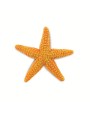 Oranžā Jūras Zvaigzne - SAFARI Ltd.
