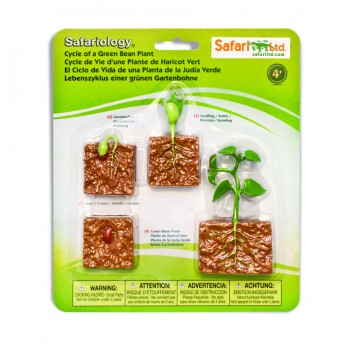 Zaļo Pupiņu Dzīves Cikls - Safari Ltd.