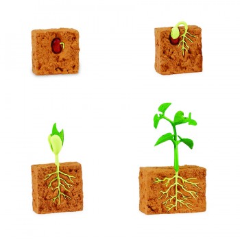 Zaļo Pupiņu Dzīves Cikls - Safari Ltd.