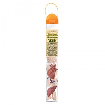 Cilvēka Orgāni TOOB® - Safari Ltd.