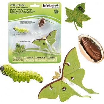 Luna Moth Dzīves Cikls - Safari Ltd.
