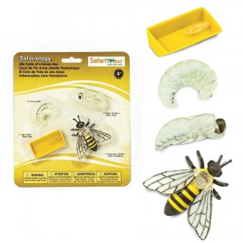 The Life Cycle of Bees - SAFARI Ltd.