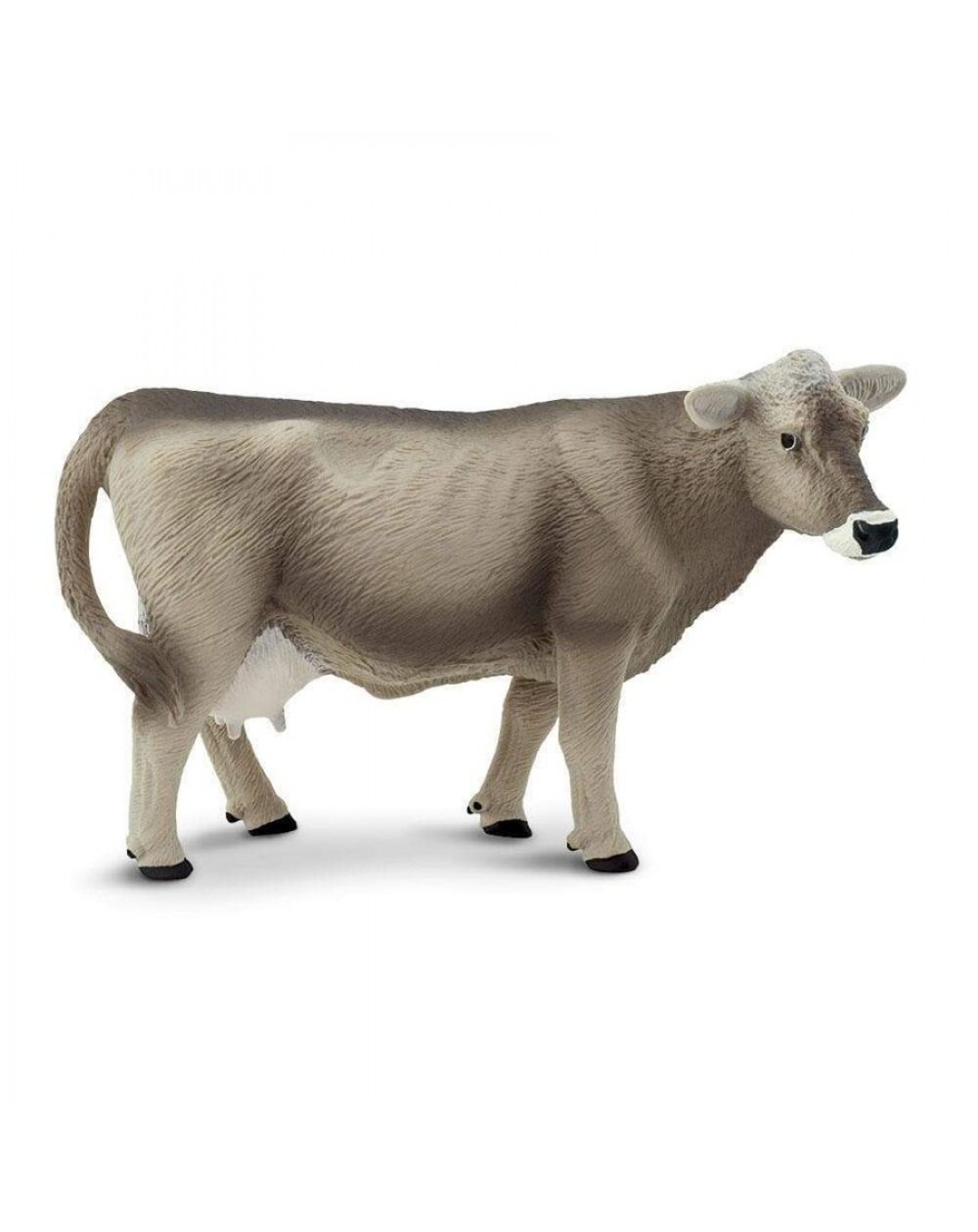 Brūnā Šveices Govs - SAFARI Ltd.