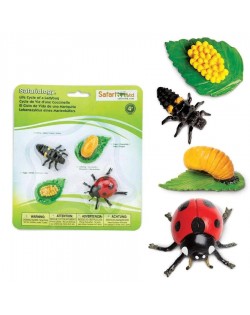 Mārītes Dzīves Cikls - SAFARI Ltd.