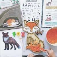 Sensorā Kaste Fox Sensorā Kaste Fox