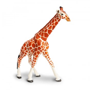 Somali Giraffe - SAFARI Ltd.