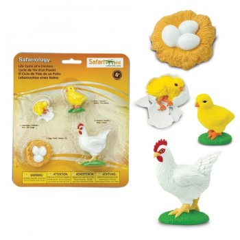 Chicken Life Cycle - SAFARI Ltd. Chicken Life Cycle - SAFARI Ltd.