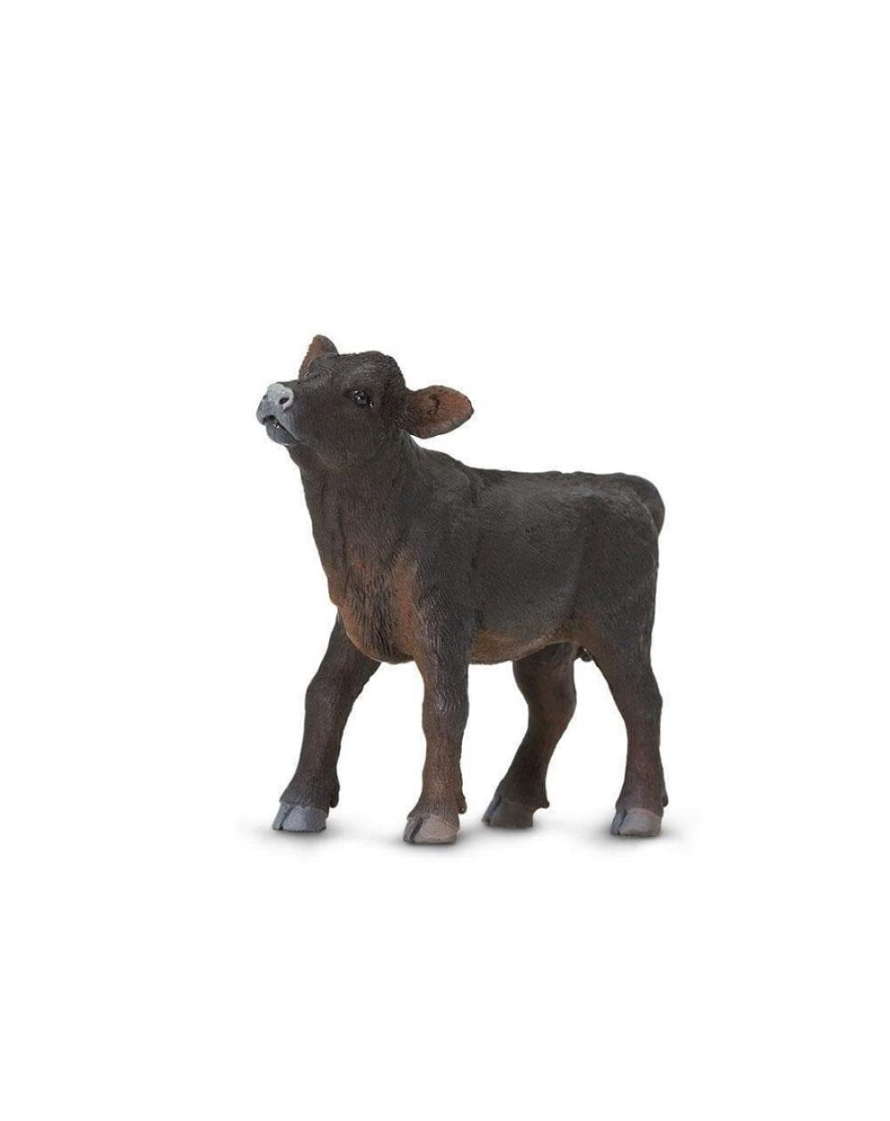 Angusu Šķirnes Teļš - SAFARI Ltd.