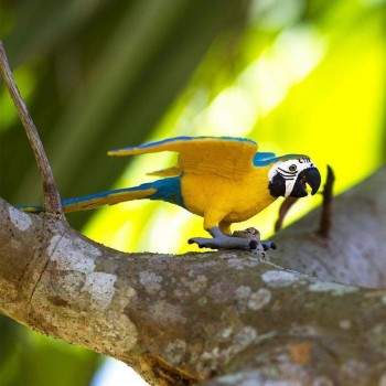 Parrot Blue&Gold; Macaw - SAFARI Ltd. Parrot Blue&Gold; Macaw - SAFARI Ltd.