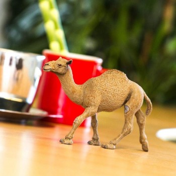 Single-humped Camel - SAFARI Ltd.