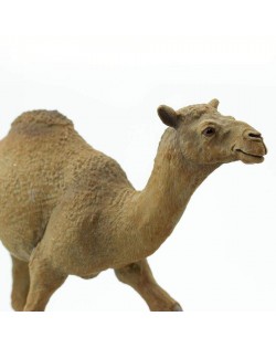 Vienkupra Kamielis - SAFARI Ltd.