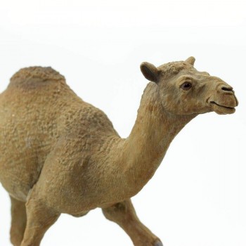 Single-humped Camel - SAFARI Ltd.