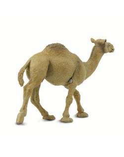 Vienkupra Kamielis - SAFARI Ltd.