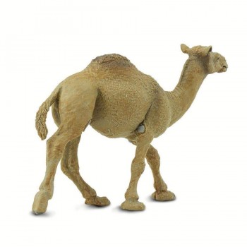 Single-humped Camel - SAFARI Ltd.
