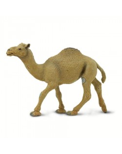 Vienkupra Kamielis - SAFARI Ltd.
