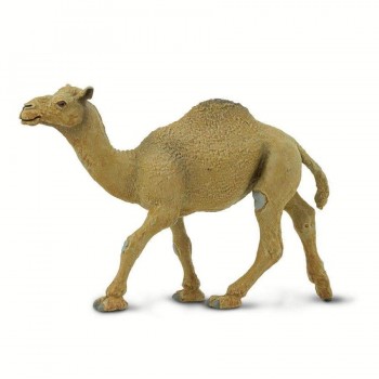 Single-humped Camel - SAFARI Ltd.