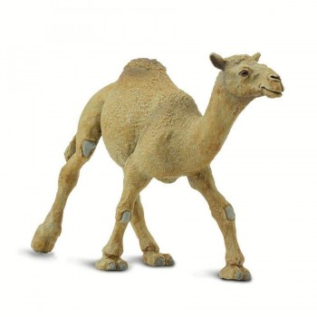 Single-humped Camel - SAFARI Ltd.