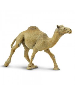 Vienkupra Kamielis - SAFARI Ltd.