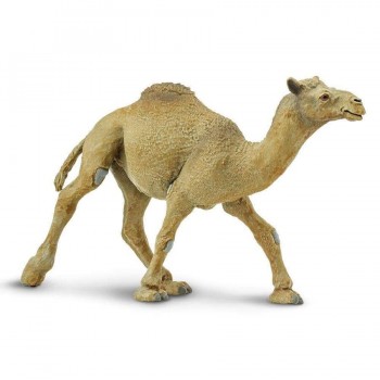 Single-humped Camel - SAFARI Ltd.
